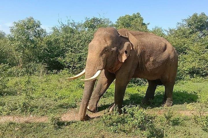 Udawalawe Jeep Safari From Bentota: Day Trip to See Wild Elephants photo 4