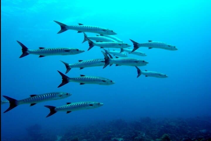 Aqaba Red Sea: 5-Day, 10-Boat-Dives Package for Certified Divers photo 2