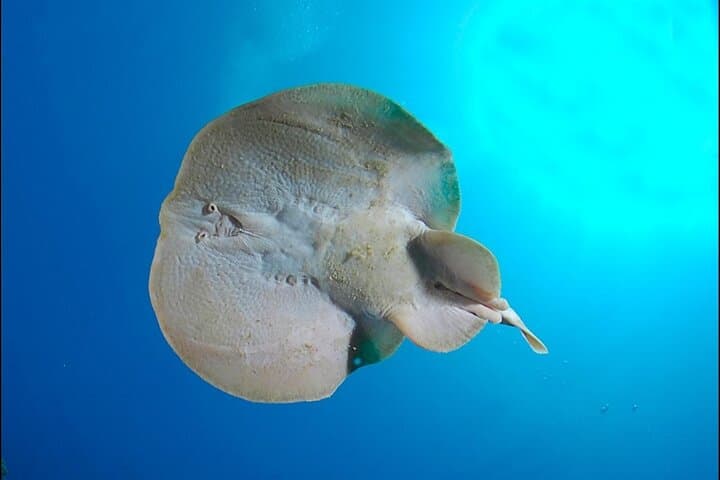 Aqaba Red Sea: 5-Day, 10-Boat-Dives Package for Certified Divers photo 3