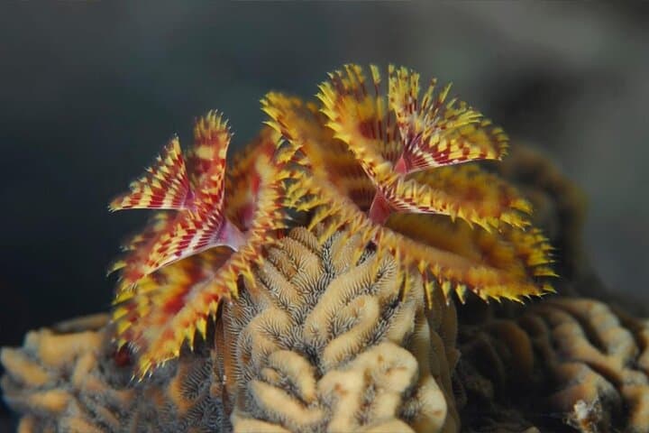 Aqaba Red Sea: 5-Day, 10-Boat-Dives Package for Certified Divers photo 4