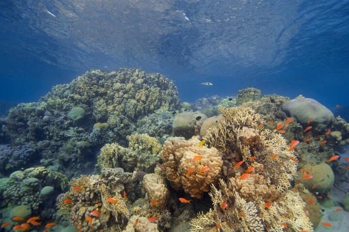 Aqaba Red Sea: 5-Day, 10-Boat-Dives Package for Certified Divers photo 5