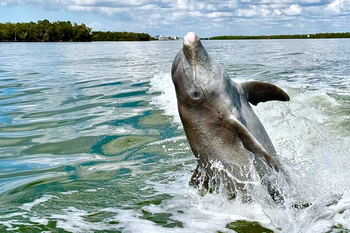 Ten Thousand Islands Dolphin & Shelling Cruise from Goodland (Marco Island) photo 1