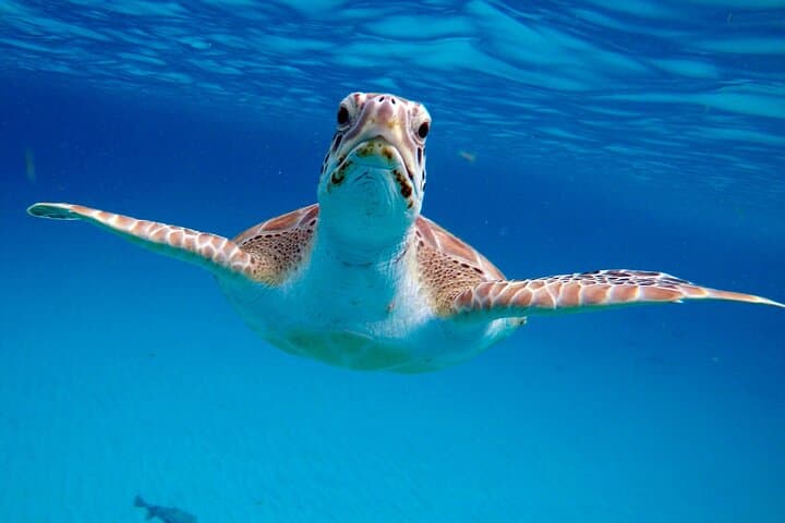 Che’s Early-Morning Snorkel Cruise in Barbados: Turtles & Shipwrecks photo 3