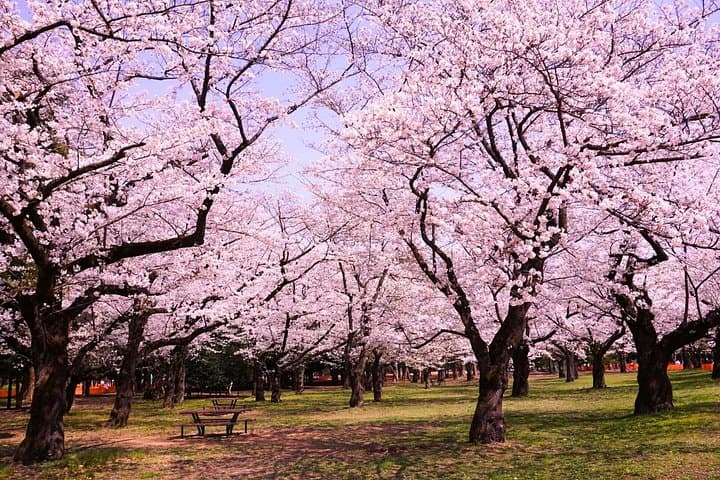 Tokyo Sakura Picnic: Hanami Picnic in Yoyogi or Asukayama Park photo 2