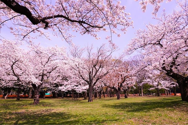 Tokyo Sakura Picnic: Hanami Picnic in Yoyogi or Asukayama Park photo 4