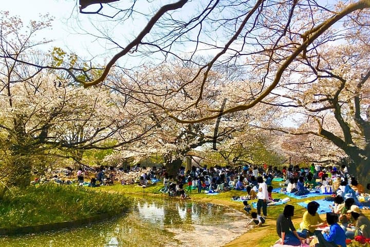 Tokyo Sakura Picnic: Hanami Picnic in Yoyogi or Asukayama Park photo 3