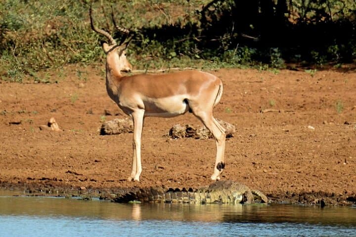 Full-Day Kruger Safari from Maputo — Open-Backed Game Drive at Crocodile Bridge photo 2