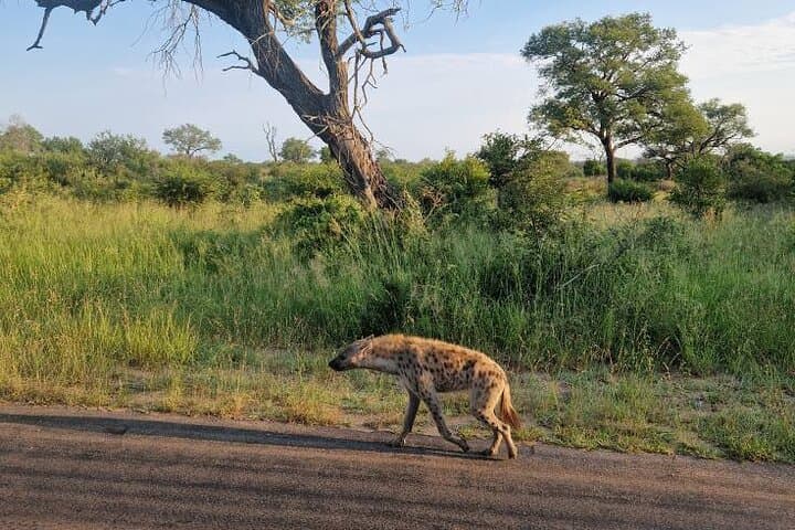 Full-Day Kruger Safari from Maputo — Open-Backed Game Drive at Crocodile Bridge photo 3