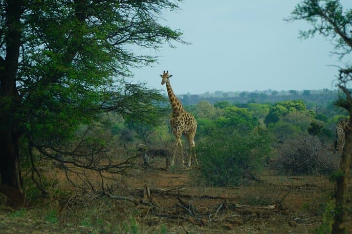 Full-Day Kruger Safari from Maputo — Open-Backed Game Drive at Crocodile Bridge photo 4