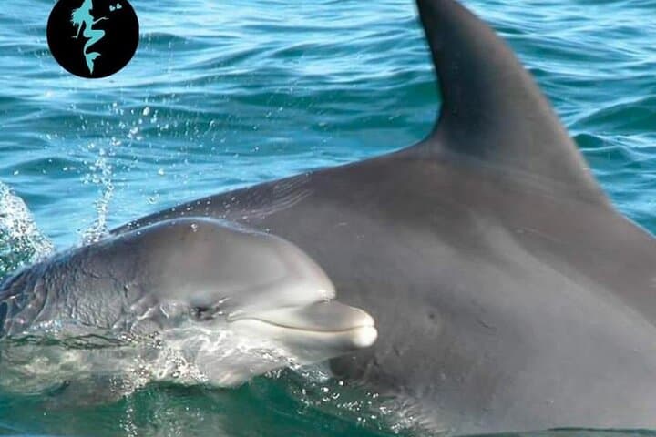 Deer Island & 5-Island Speedboat Cruise with Lunch from Trou d'Eau Douce photo 4