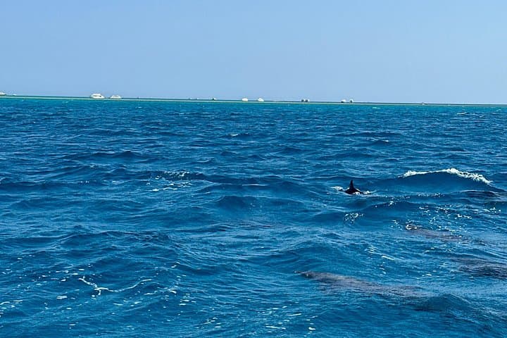 Private Speedboat to Abu Monkar: Snorkel, Swim & Watch Dolphins from Hurghada photo 3