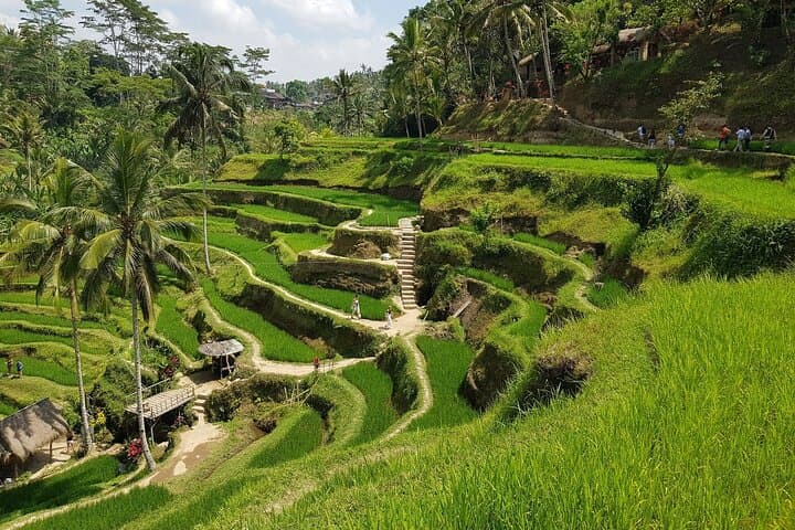 Ubud Highlights: Rice Terraces, Temple, Waterfall & Monkey Forest Day Tour photo 6
