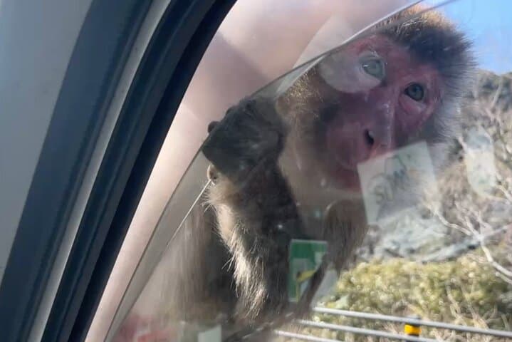 Explore West Izu: Sea Caves, Waterfalls & Monkeys on a Private Full-Day Tour photo 6