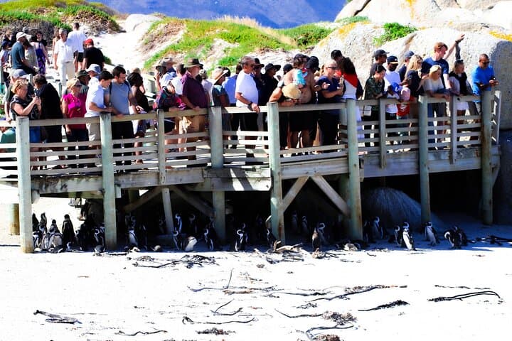 Cape Point & Boulders Beach Half-Day: Penguins, Cliffs and Chapman’s Peak Drive photo 6