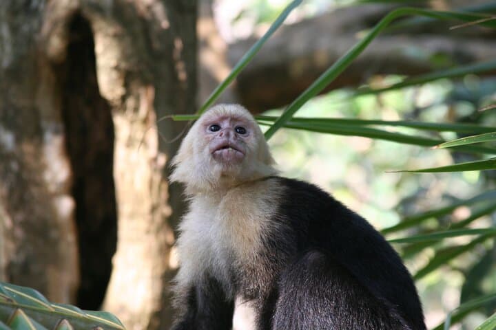 Manuel Antonio Guided Wildlife Walk with Expert Naturalist