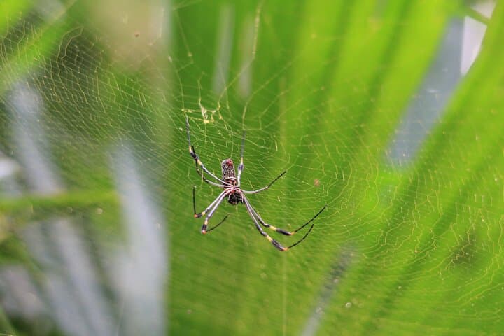 Manuel Antonio Guided Wildlife Walk with Expert Naturalist photo 2