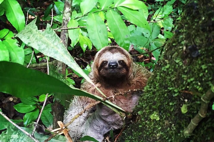 Manuel Antonio Guided Wildlife Walk with Expert Naturalist photo 3
