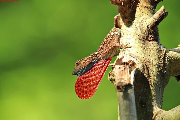 Manuel Antonio Guided Wildlife Walk with Expert Naturalist photo 4