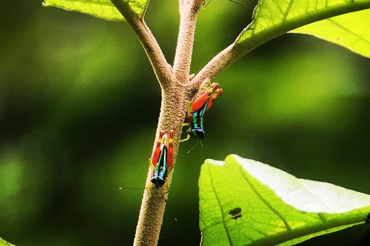 Manuel Antonio Guided Wildlife Walk with Expert Naturalist photo 5