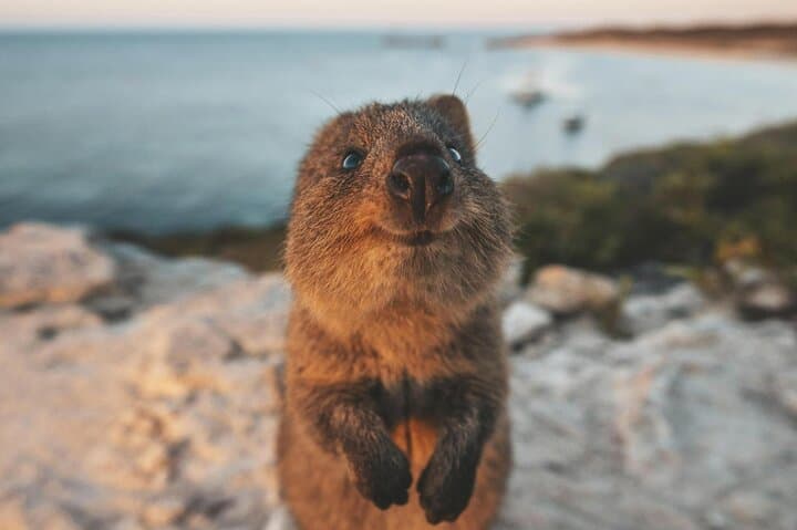 Rottnest Island Day Trip: Perth to Wadjemup Ferry Guide photo 4