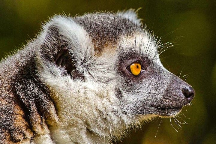 13-Day Madagascar Wildlife & Beach Adventure: Lemurs, Tsingy Rouge & Nosy Be photo 4