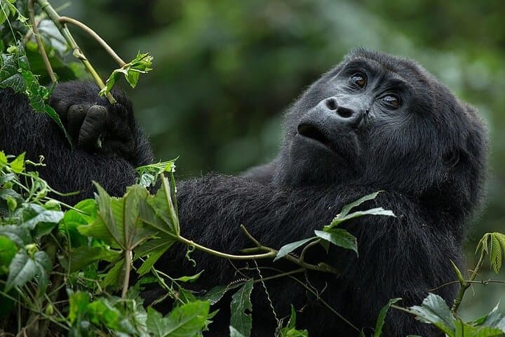 6-Day Uganda Gorilla & Chimpanzee Trekking Safari: Bwindi, Kibale & Mgahinga