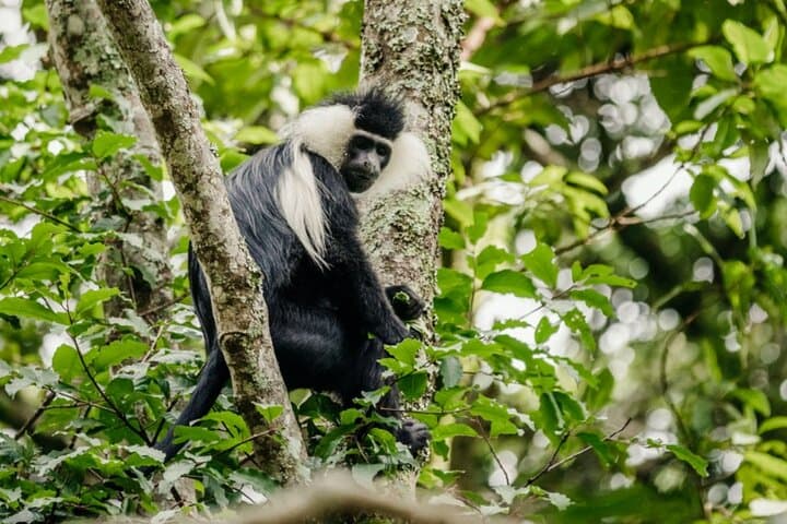 6-Day Uganda Gorilla & Chimpanzee Trekking Safari: Bwindi, Kibale & Mgahinga photo 2