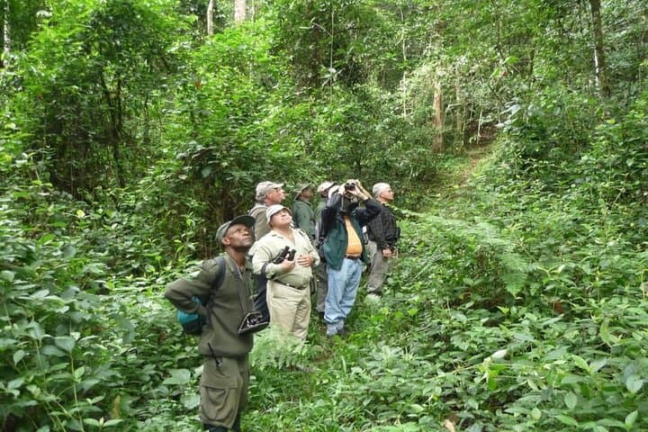 5-Day Rwanda: Gorilla Trekking, Chimpanzee Encounters & Akagera Game Safari photo 3