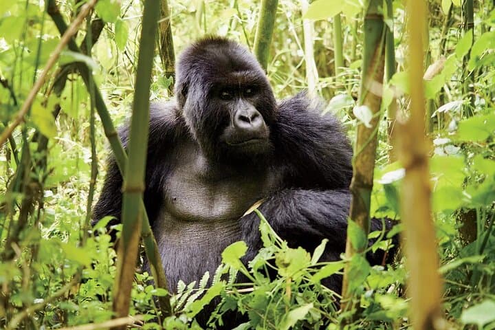 7-Day Gorilla and Chimpanzee Trekking Safari in Uganda — Bwindi & Kibale Adventure photo 3