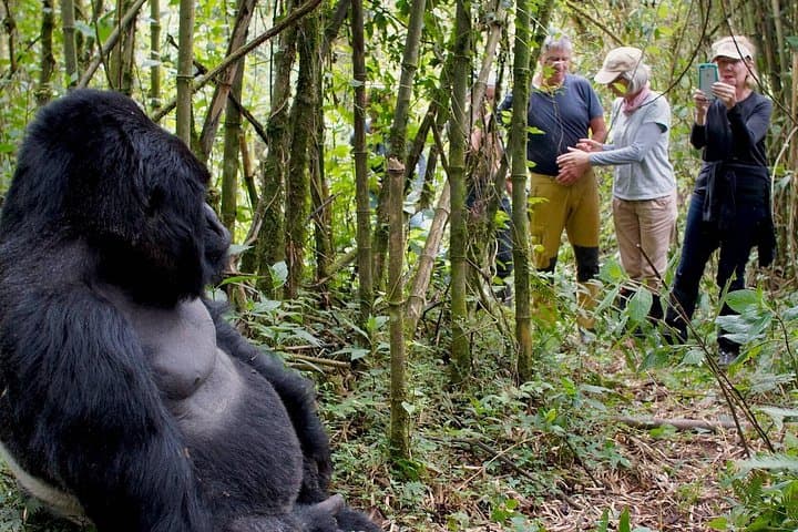 3-Day Rwanda Gorilla and Chimpanzee Trek — Volcanoes to Nyungwe