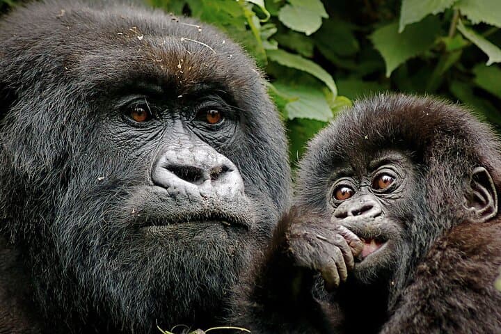 3-Day Bwindi Gorilla Trek from Kigali — Rushaga Rush to Mountain Gorillas photo 2