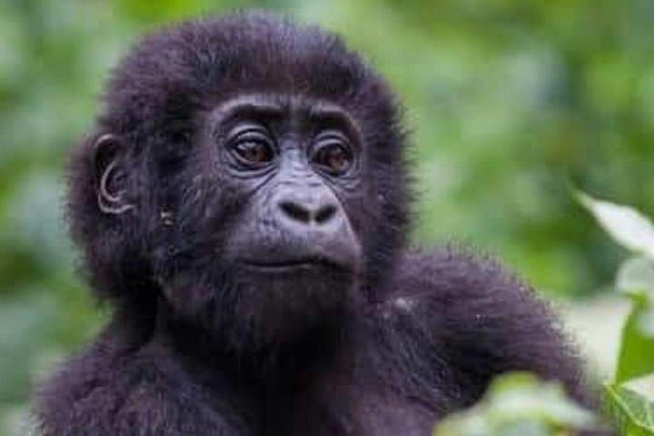 3-Day Rwanda Gorilla and Chimpanzee Trek — Volcanoes to Nyungwe photo 3
