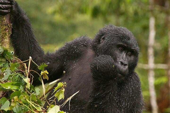 3-Day Bwindi Gorilla Trek from Kigali — Rushaga Rush to Mountain Gorillas photo 4