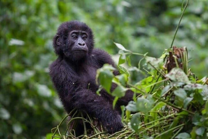 3-Day Bwindi Gorilla Trek from Kigali — Rushaga Rush to Mountain Gorillas photo 5