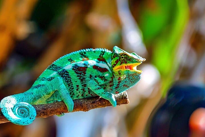 8-Day Madagascar Whale-Watching Tour: Sainte-Marie Island, Lemurs & Cultural Highlights photo 4