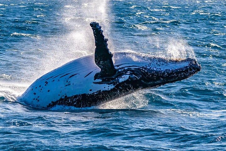 8-Day Madagascar Whale-Watching Tour: Sainte-Marie Island, Lemurs & Cultural Highlights
