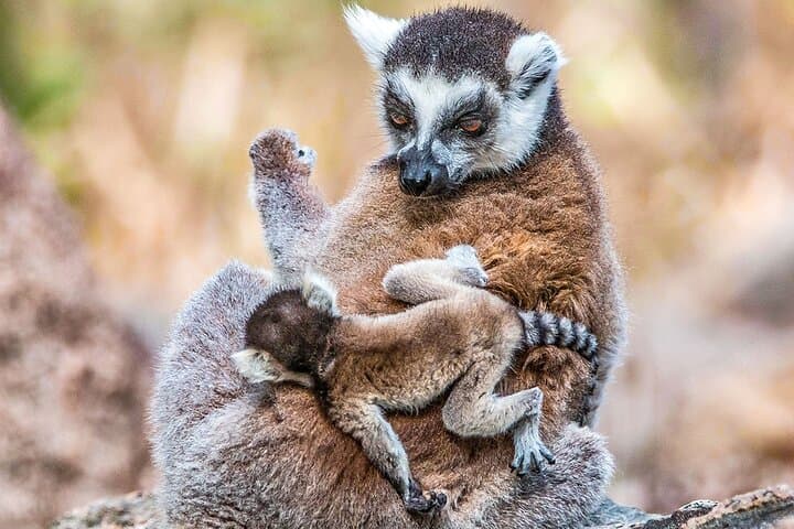 8-Day Madagascar Whale-Watching Tour: Sainte-Marie Island, Lemurs & Cultural Highlights photo 2
