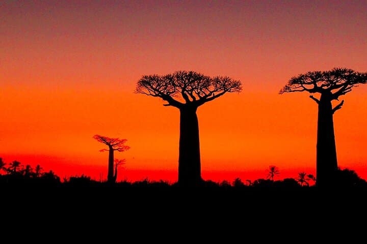 8-Day Madagascar Whale-Watching Tour: Sainte-Marie Island, Lemurs & Cultural Highlights photo 5