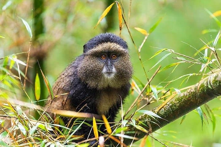 5-Day Gorilla and Chimpanzee Trekking Safari in Uganda — Bwindi & Kibale Adventure photo 4