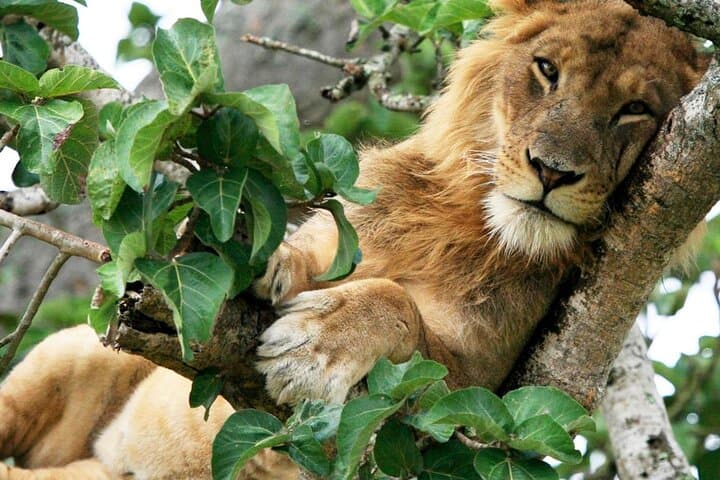 3-Day Wildlife Safari in Uganda's Queen Elizabeth National Park photo 2