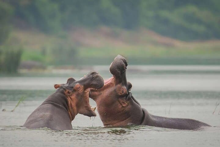 7-Day Gorilla and Chimpanzee Trekking Safari in Uganda — Bwindi & Kibale Adventure photo 4