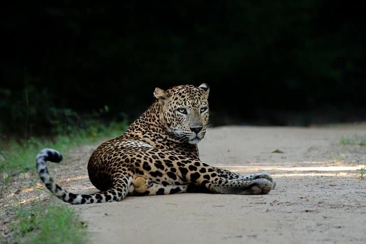 Yala National Park Jeep Safari from Hambantota: Leopard, Elephants & Birdlife photo 2