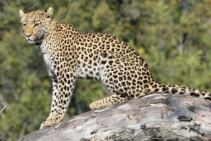Yala National Park Jeep Safari from Hambantota: Leopard, Elephants & Birdlife photo 4