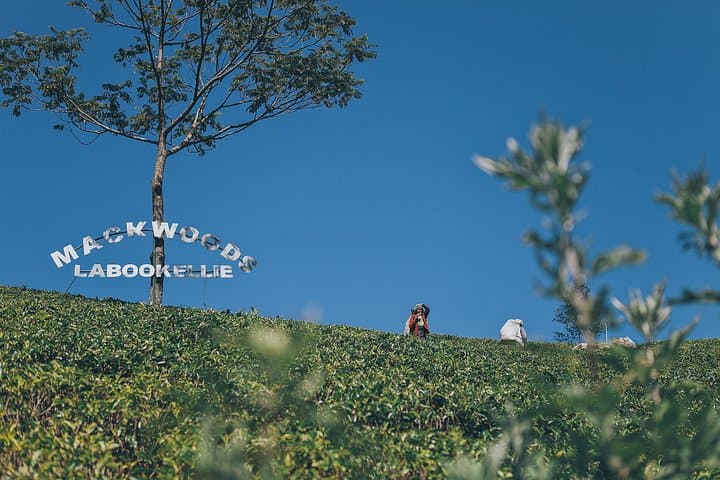 Ella Day Tour from Hambantota: Nine Arches, Little Adam's Peak & Tea Factory Experience photo 3