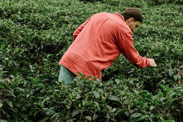 Ella Day Tour from Hambantota: Nine Arches, Little Adam's Peak & Tea Factory Experience photo 4