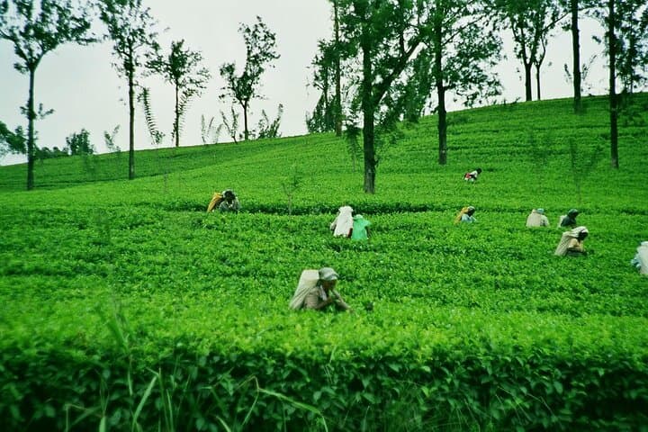 Kandy City Tour & Scenic Transfer to Ella from Sigiriya — Dambulla, Tea Tasting & Hill Views photo 3