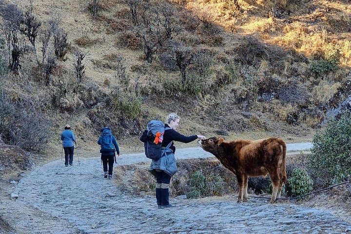 Darjeeling to Tonglu Day Trek: Himalayan Views, Rhododendron Forests & Sherpa Villages