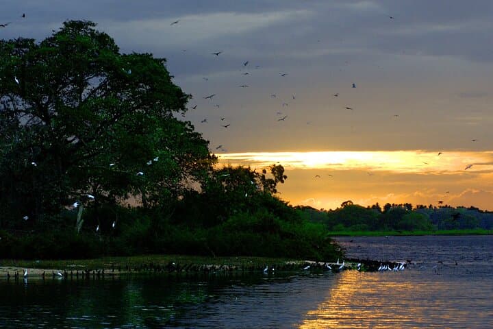 Bundala National Park Safari from Hambantota — Flamingos, Elephants & Coastal Wetlands photo 2