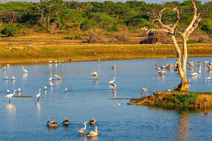 Bundala National Park Safari from Hambantota — Flamingos, Elephants & Coastal Wetlands