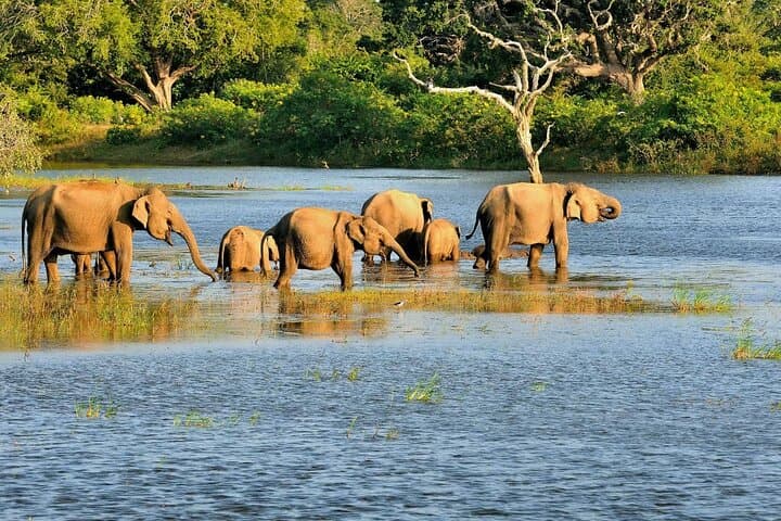 Bundala National Park Safari from Hambantota — Flamingos, Elephants & Coastal Wetlands photo 4